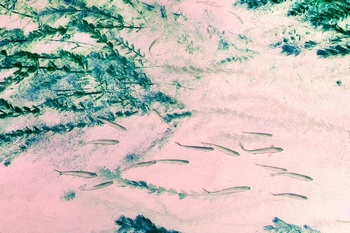 N 058D